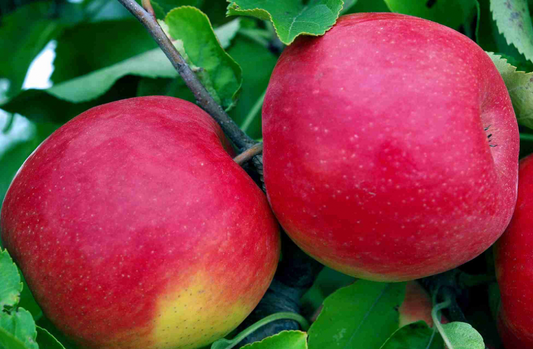 Certified Organic Gala Apples