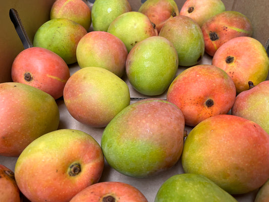 Tray of Organic Mangoes