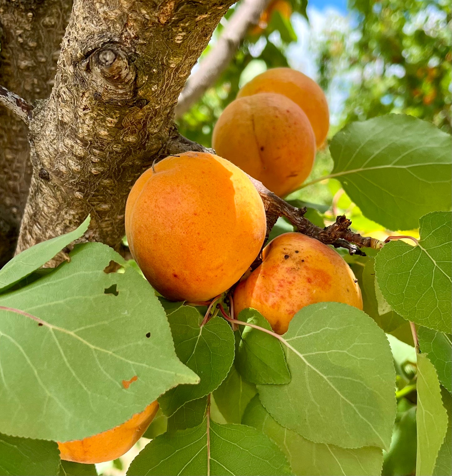 1kg Apricots - Supreme