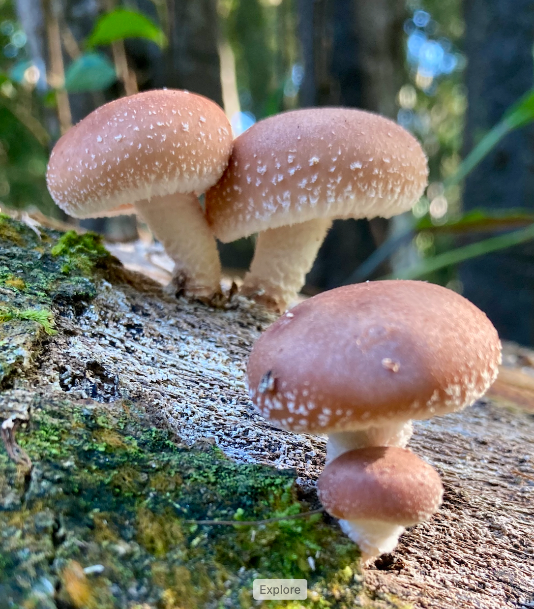 Organic Shiitake Mushrooms