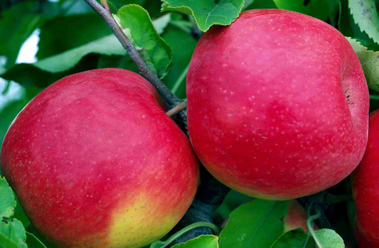 1kg Certified Organic Fuji Apples