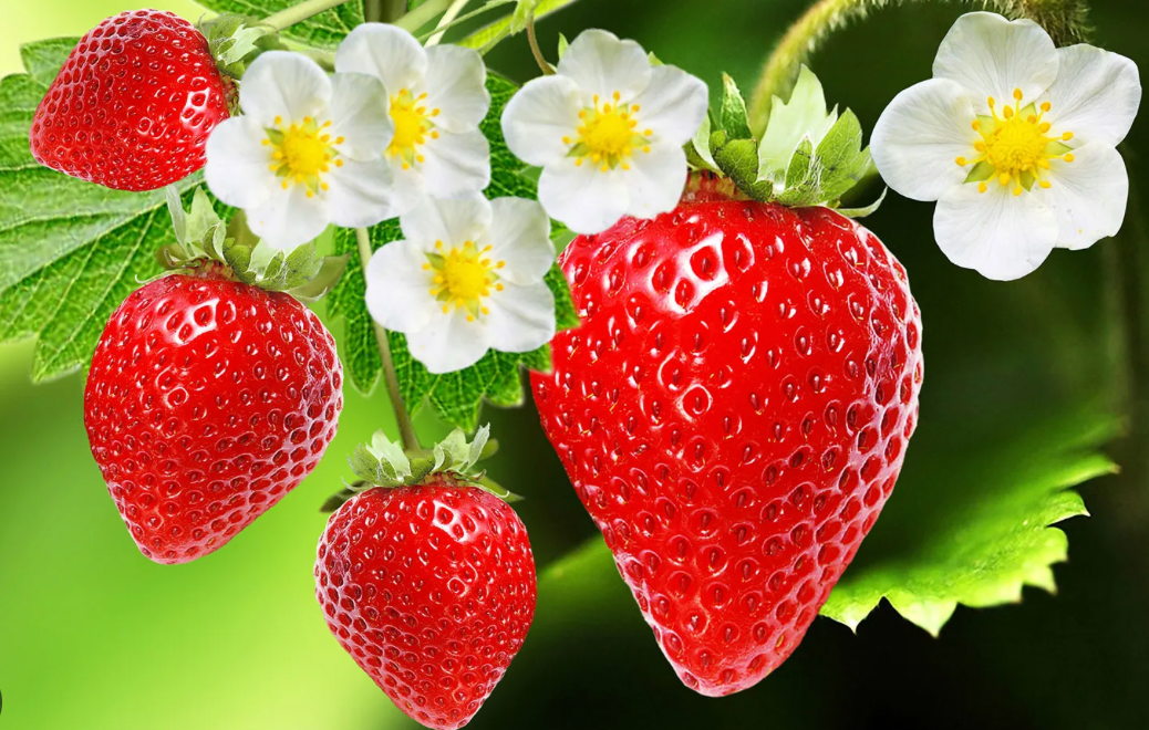 Certified Organic Strawberry punnets