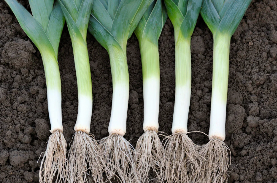 Certified organic Leeks