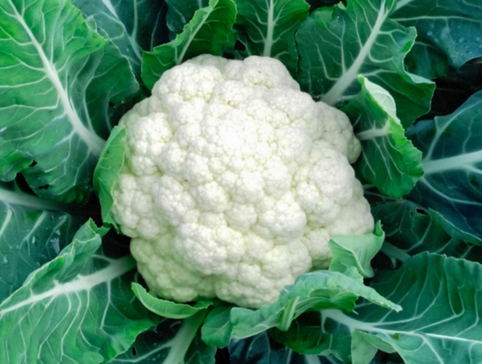 Organic Cauliflower