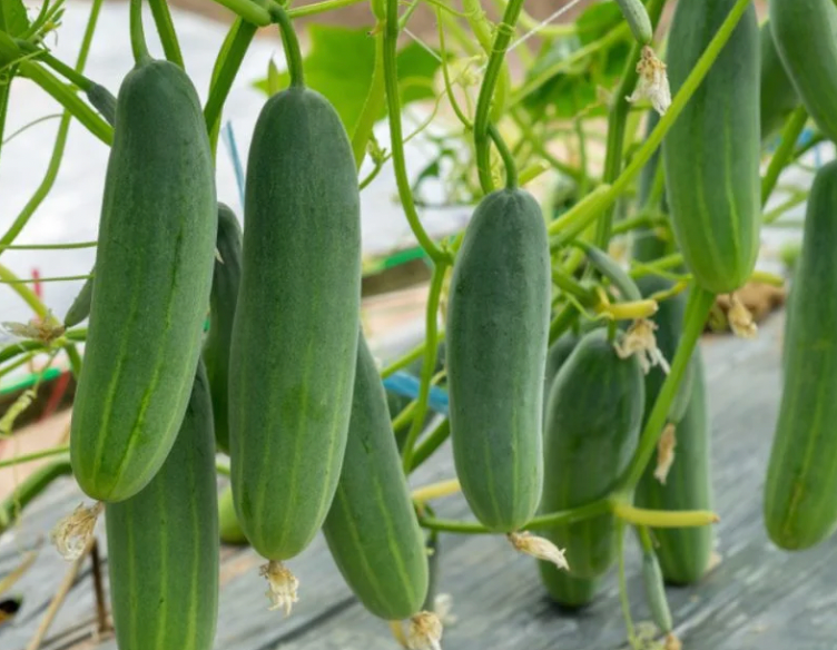 Organic Cucumber 1kg