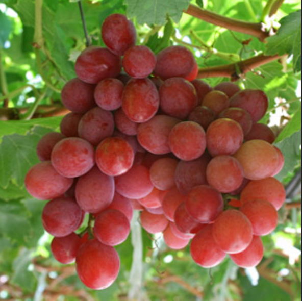 Organic Red Seedless Grapes 1kg